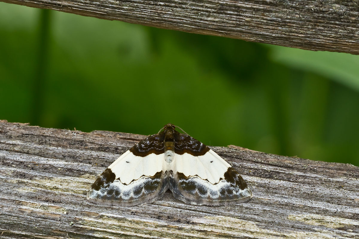 geometridae da identificare - Mesoleuca albicillata